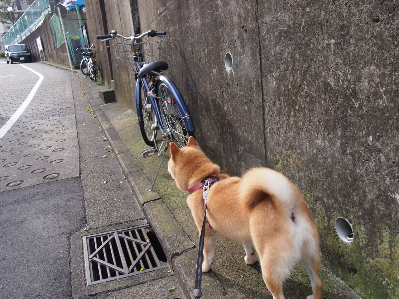世俱杯淘汰赛：惊心动魄的逆转剧集锦，谁能晋级？，世俱杯的全称