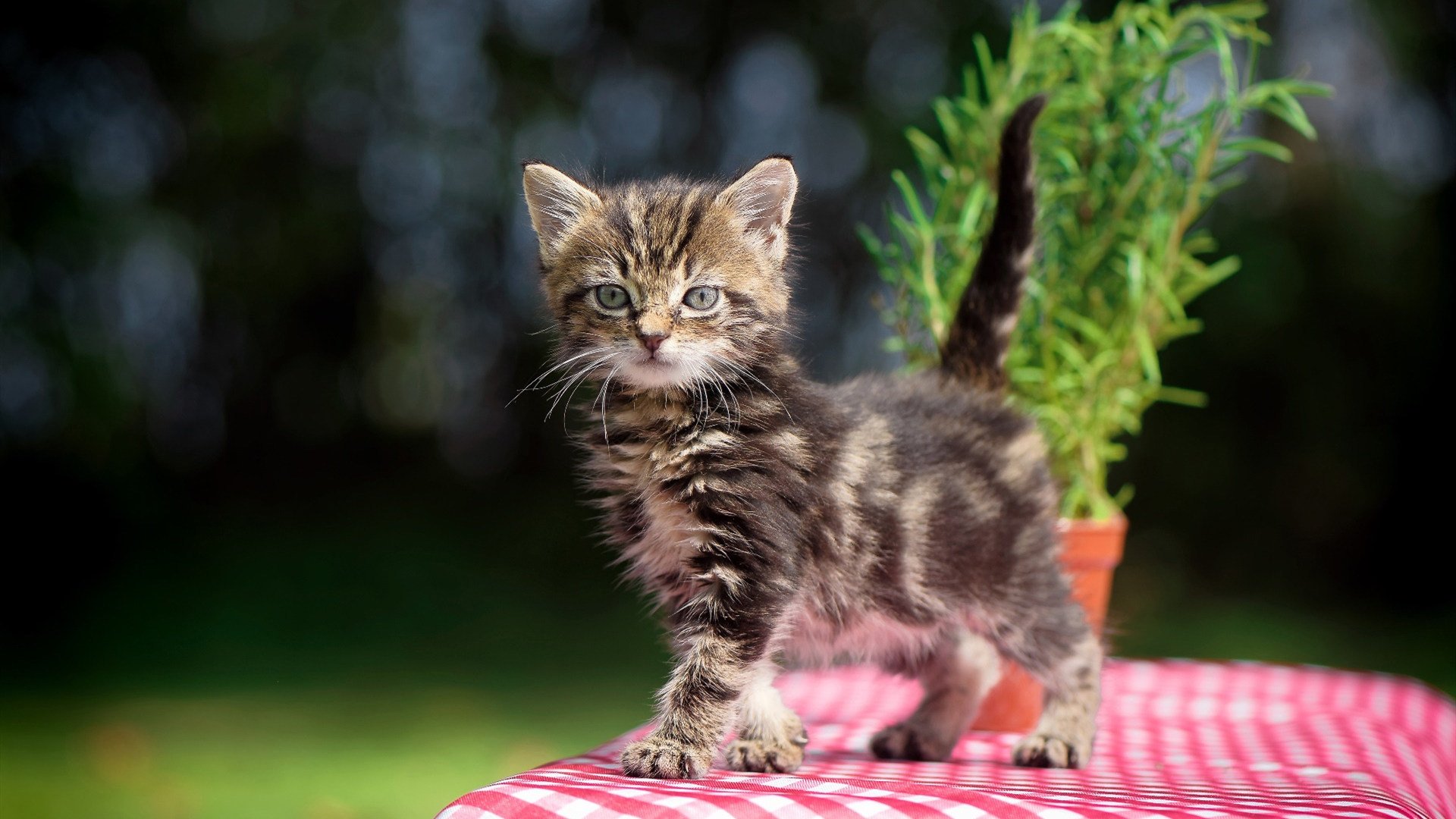 九游网页版官网-中国女篮连续大胜展现强队风采，中国女篮又出巨无霸