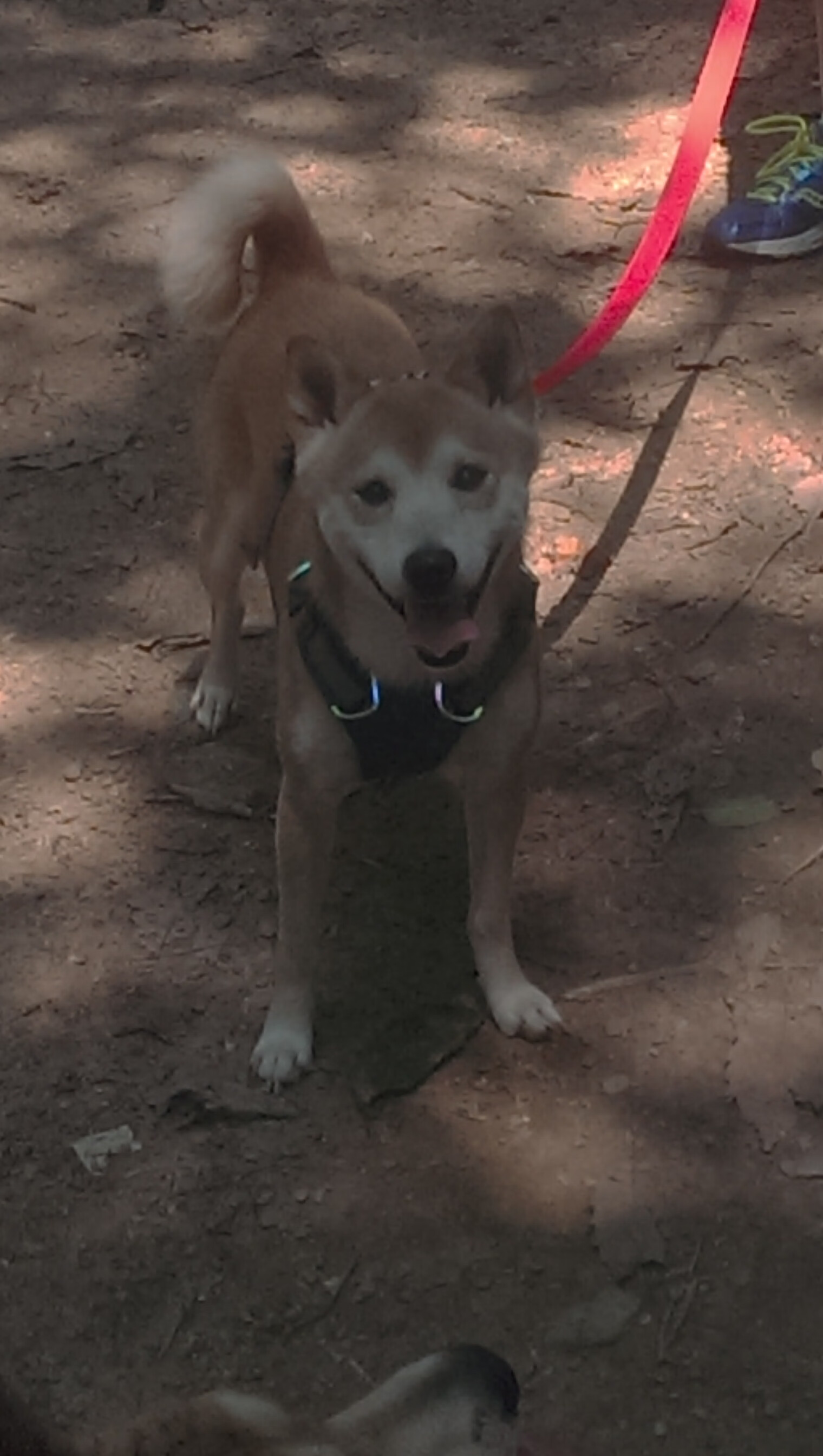 九游官网下载电脑版-中锋拿球区域是否决定中场支援速度，中锋拿不到球