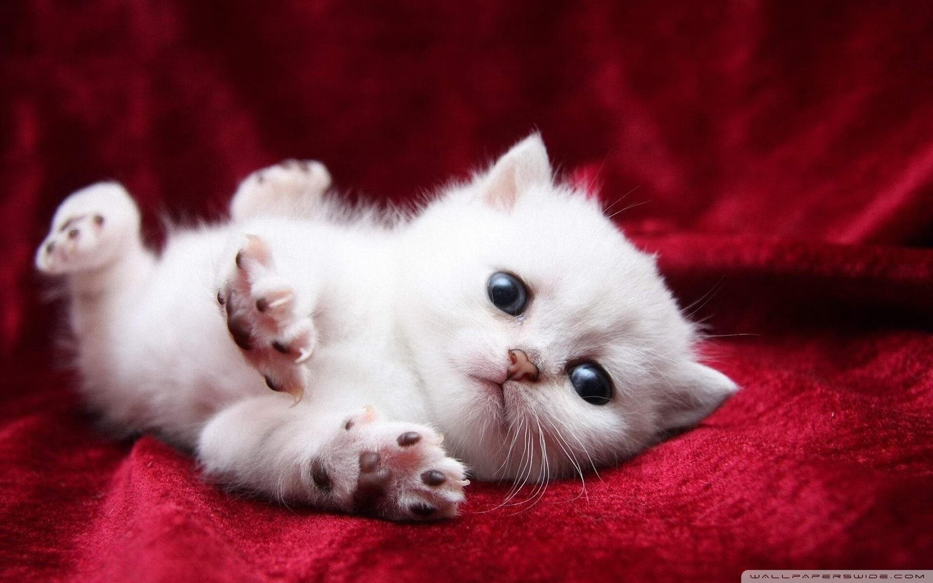 9游-天府新区打造轻艇马拉松“样板赛事”