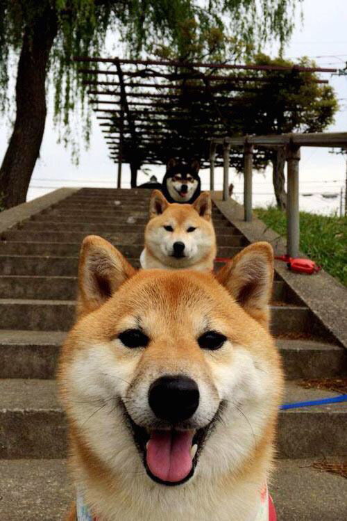 波兰队未来目标:如何在国际赛场上迎头赶上强队,波兰队战绩