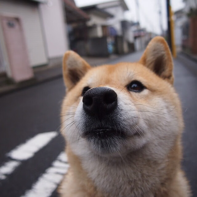 九游娱乐官网 (jiuyou)-澳男泳队新星闪耀首次亮相，澳运会游泳