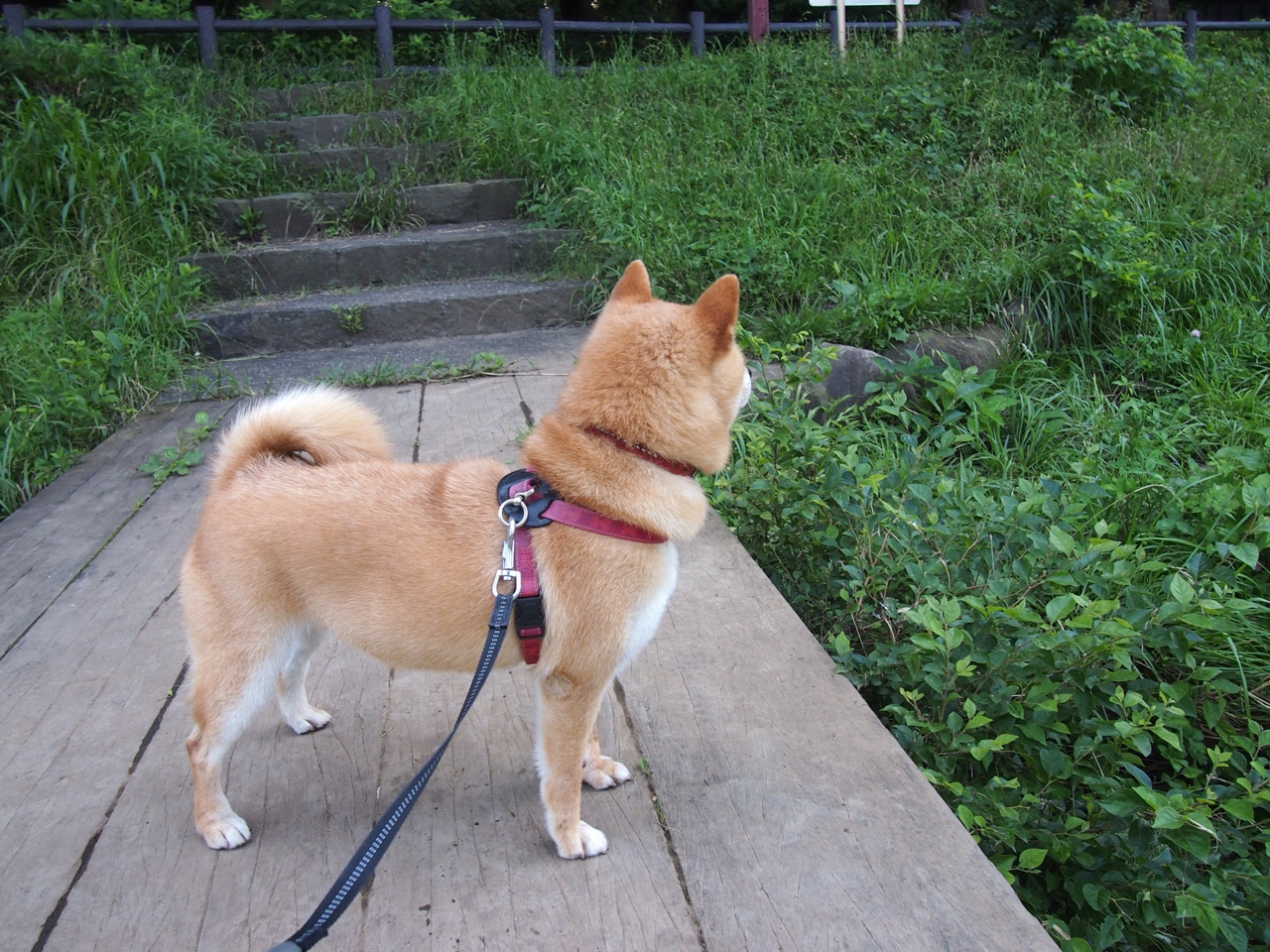 澳男泳队新星闪耀首次亮相,澳运会游泳