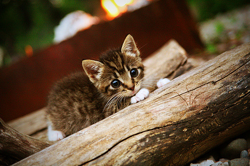 九游体育网站-职业联赛转播制作水平未达国际标准，五大联赛转播权多少钱