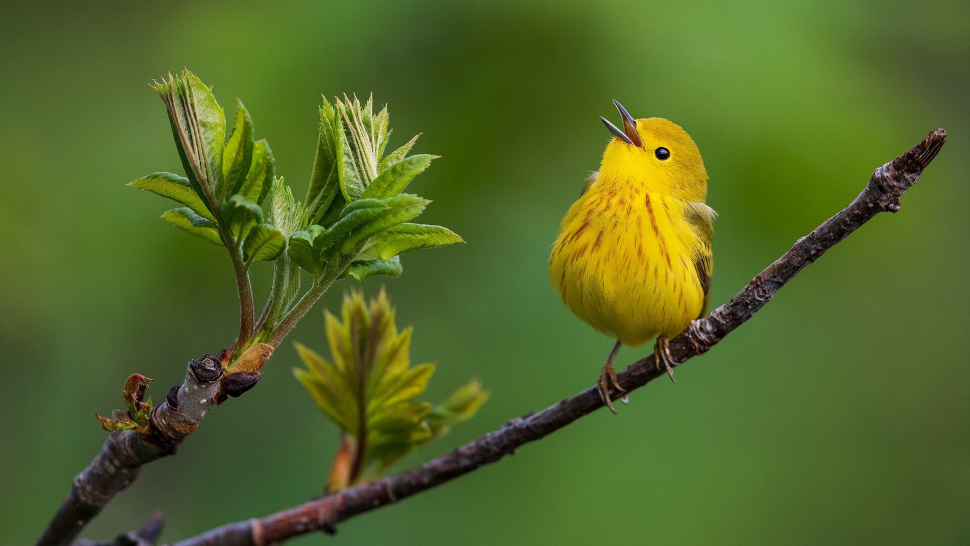 节奏选择失误是否更容易被强队惩罚,节奏的决定因素是什么