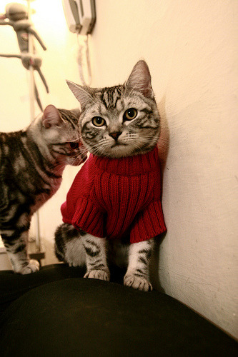 凯尔特人功勋教练荣获终身成就奖,凯尔特人功勋教练荣获终身成就奖的是谁