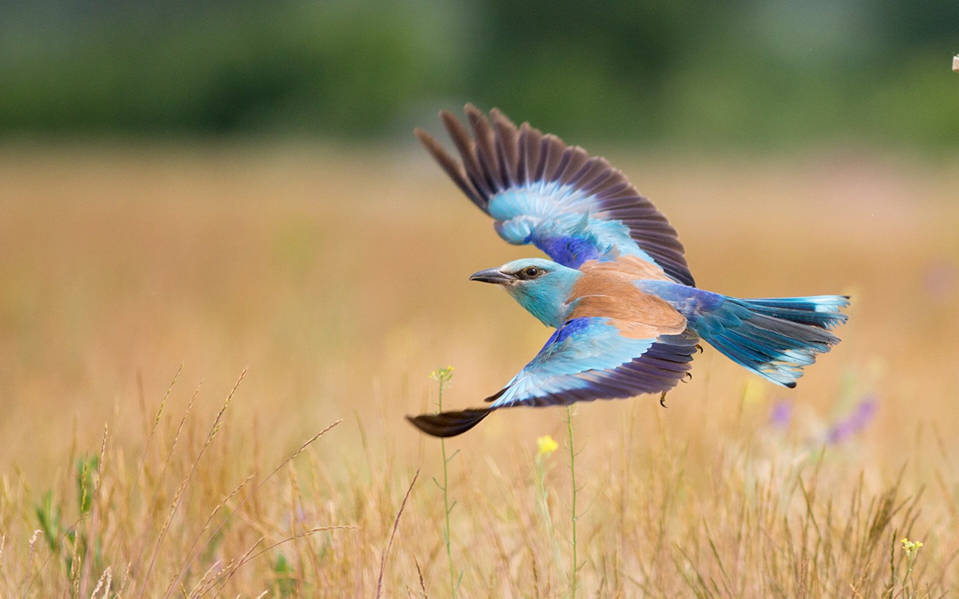 九游娱乐官方平台-南非橄榄球赛事成为国际品牌营销的新平台，南非 橄榄球